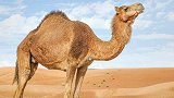 60℃高温！热浪侵袭阿尔及利亚，一单峰骆驼热晕在路边