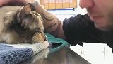 猫咪临死前与主人告别，猫咪的举动让主人泪流满面