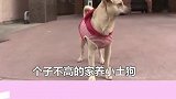 狗界三角恋故事