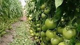 农民地里种植的西红柿，看到眼前这一幕，这产量太高了