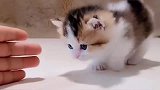 小粘人精长大前和长大后，果然猫的颜值是遗传的！