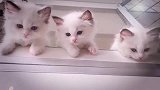 布偶猫：那位好心人要买我的。好心人内心独白，我买不起呀