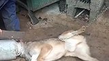 狗子贪玩被卡头，大妈手持菜刀营救