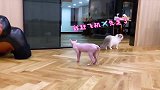 布偶猫：我瞅你咋地！我颜值高，最关键还“贵”