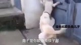 这么帅的猫你见过吗，我都快爱上了