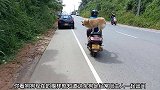 狗狗站在后座上，铲屎官开着摩托车直接上了马路