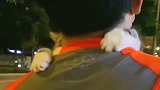 有些猫养着养着就变成绿茶了