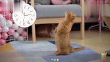 小奶猫为了吃肉，居然做了这样的动作网友：吃货的力量太强大