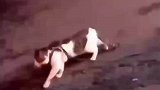 金毛将自家猫咪拉走，阻止了一场打架