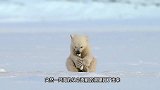 海豹在冰面上晒太阳，正好遇到遛弯的北极熊一家，真够倒霉的！