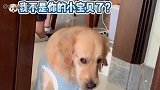 主人抱着别的玩具睡觉，当狗子看到后，直接展开了一场恶战！