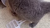如何有效防止小猫咪乱刨猫砂2021新春日记 爱宠治愈季 呸式vlog