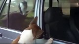 猫咪占领汽车不让狗狗进来，好霸道的一只猫