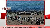 一头身长16米巨鲸在智利海滩搁浅死亡