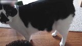 走在地毯上的猫咪，看这呆萌的小模样，真是可爱极了呢！