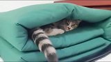 猫咪都知道保暖了！