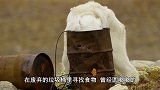 西伯利亚永久冻土融化，发现14300年前动物，人类该觉醒了