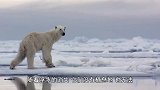 西伯利亚永久冻土融化，发现14300年前动物，人类该觉醒了