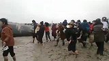 热点播报-江苏盐城搁浅死亡抹香鲸遭割肉