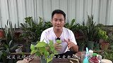 绿萝叶子蜡黄蜡黄不纯粹，用它之后，叶子没再黄过