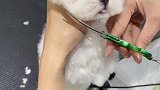 性格特别温顺的小棉花糖