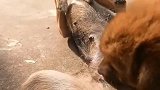 母狗奶水不足，吃货小狗吸不出就对狗妈妈凶，狗妈妈有点招架不住