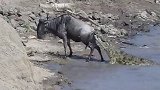肯尼亚：角马被鳄鱼咬住尾巴，挣扎着爬上岸奇迹般逃脱