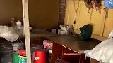 兔子急了真的会咬人，小猫被兔子追得满地跑