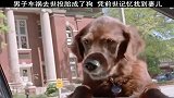 男子车祸去世后投胎成了狗，凭前世记忆找到妻儿