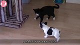 猫咪看刺猬不顺眼，上去就是一巴掌，下一秒大家憋住别笑