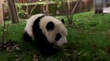 笑出天际！熊猫宝宝：奶妈！你给我等着！我一定会回来的