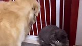 金毛看着猫咪，猫狗大战一触即发，没想到先动手的是猫咪！