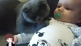 老爸让小猫哄宝宝睡觉，接下来请注意小猫的举动，看完不许笑！