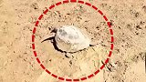 救助搁浅的海龟