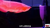 世界最贵的鱼，几百万一条血红龙，看完真的长见识了！