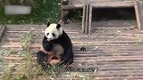 我再说一遍，这只熊猫是真的！不要被它的腹肌骗了！