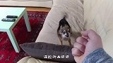 主人对着狗狗比中指，狗狗的反应太真实，狗狗：瞧不起谁呢