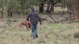 男子为救爱犬与大袋鼠上演“人鼠大战”