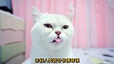 流浪猫一脚踢翻猫粮，并让主人滚开，太伤心了