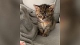 猫咪是要睡着了吧，看着都快倒下了，真是个小可爱啊！