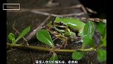 虽然它是青蛙，却不会游泳，真的能颠覆很多人的认知
