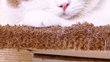 咱也不知道为啥噜噜个大脸 星探家 猫