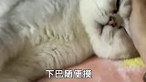 为什么都说女孩子更适合养公猫