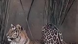 “打工豹”正在给老虎“按摩