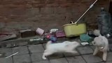 泰迪竟然和兔子打起来了，看这情形泰迪处于下风呀