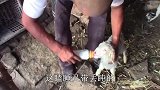 大黑和羊羔对话啥？午饭冻豆腐肉汤蘸莜面窝，一大盘见底，解馋了