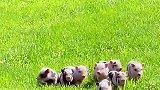 小猪跟着猪妈妈在草地上玩耍