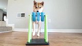 柴犬：铲屎官我不是边牧，你就别为难我了，让我好好吃饭吧！