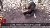 男子在山林中发现一只野山羊，这羊居然用角把自己给绑住了