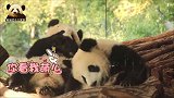 熊猫宝宝梦圆和哥哥组团卖萌，害羞捂脸的样子可爱得一塌糊涂